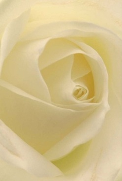 This evocative close-up showcases the essence of an ivory rose, its petals arranged in flawless, inward swirls that channel the peaceful elegance of Redbridge's leafy avenues. Each velvety layer gleams with the barest touch of cream at the heart, diffusing outward to edges kissed by soft morning light reminiscent of first rays falling over Ilford's tranquil gardens. The lighting is gentle, without harshness, bathing the entire bloom in a delicate, golden glow. Running your fingertips across the surface, you can almost feel the plush, cool texture-each petal an artistic stroke reflecting the skill and care found at Redbridge Florist. The gentle play of shadows imbues the image with a calm anticipation, perfect for those moments when flowers must speak for us-whether marking an anniversary, expressing gratitude, or providing solace in the face of loss. There is an undercurrent of pure fragrance, so delicate it seems to hover invisibly in the air, lending comfort and a sense of continuity. This intimate portrait captures the enduring refinement and heartfelt artistry at the core of Redbridge's beloved flower shops, available to grace both everyday and life's most special occasions.